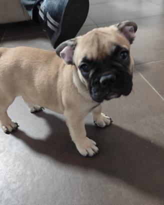 Francese bulldog Fulvio