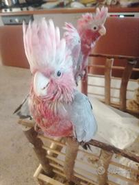 Cacatua rosacapilla
