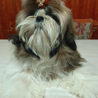 Cuccioli shih-tzu