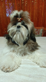 Cuccioli shih-tzu
