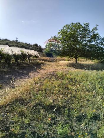 Terreno - Licodia Eubea