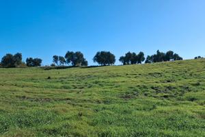 Terreno agricolo irriguo Montalto di Castro