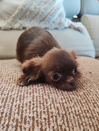 Chihuahua maschio Pedigree Enci 