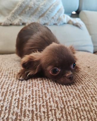 Chihuahua maschio Pedigree Enci 