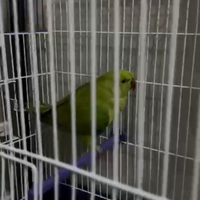 Pappagallo parrocchetto dal collare