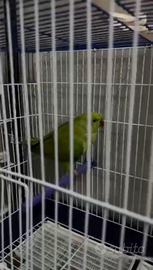 Pappagallo parrocchetto dal collare