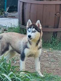 HUSKY maschietto