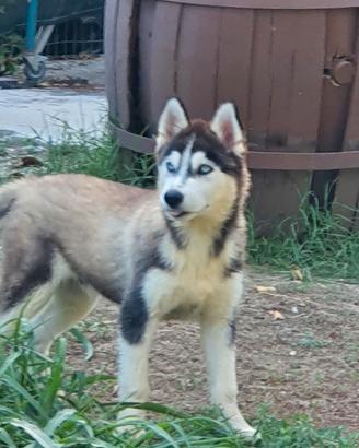HUSKY maschietto