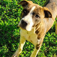 American Staffordshire Terrier