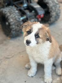 Fantastici cuccioli - mix border collie pastore