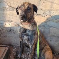 Cane fedelissimo e buono