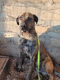 Cane fedelissimo e buono