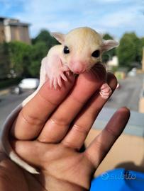 Cuccioli di petauro dello zucchero