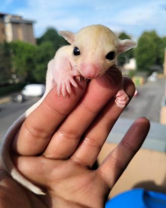 Cuccioli di petauro dello zucchero