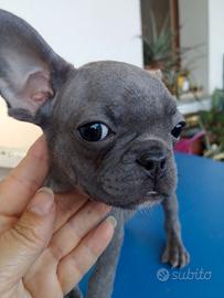 Femmina cucciola bulldog francese blu