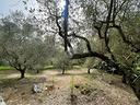 ter-agricolo-a-piedimonte-san-germano