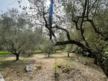 TER. AGRICOLO A PIEDIMONTE SAN GERMANO