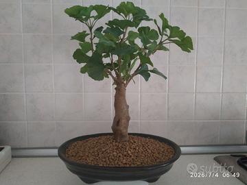Bonsai Ikea (pianta artificiale in vaso).