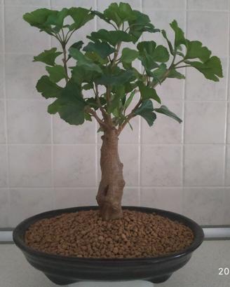 Bonsai Ikea (pianta artificiale in vaso).