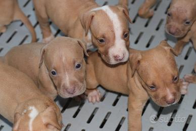 Pitbull UKC