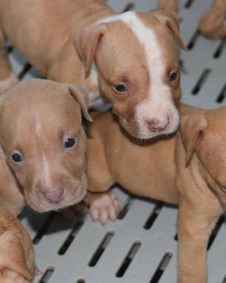 Pitbull UKC