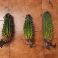 Echinopsis da fiore