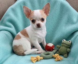 CHIHUAHUA CUCCIOLI TOY DISPONIBILI - Pag rateale