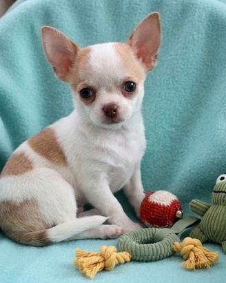 CHIHUAHUA CUCCIOLI TOY DISPONIBILI - Pag rateale