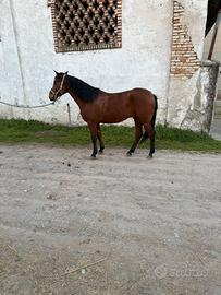 Hispano x principianti