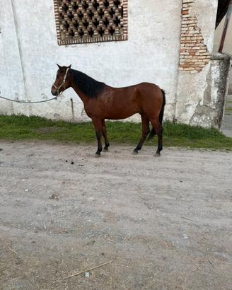 Hispano x principianti