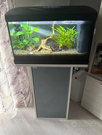 acquario 60 L