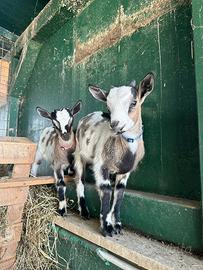 Capretta tibetana nana pezzata