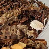 Isopodi per terrario