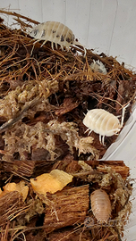 Isopodi per terrario