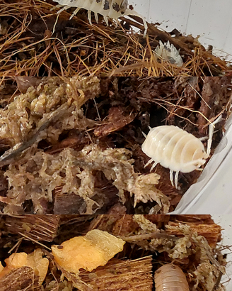 Isopodi per terrario