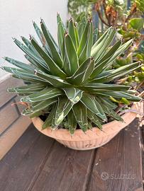 Agave victoriae-reginae