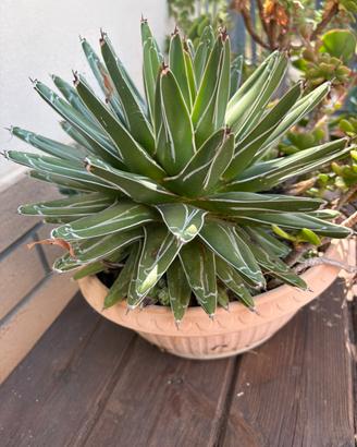 Agave victoriae-reginae