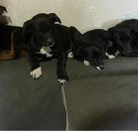 Cuccioli in adozione