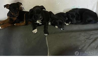 Cuccioli in adozione
