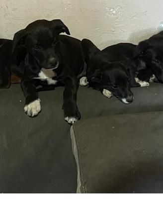 Cuccioli in adozione