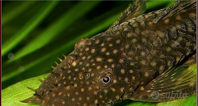 Avannotti di Ancistrus