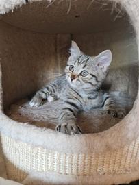 Leone, british tabby brown