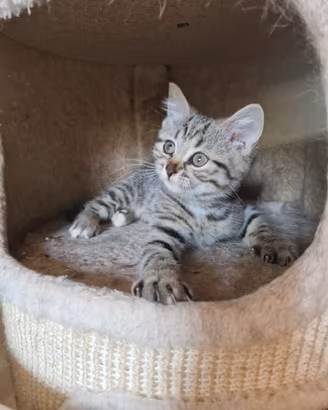Leone, british tabby brown