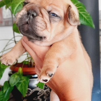 Bulldog francese esotico