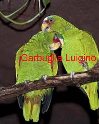 Pappagallo - Amazzone Fronte Bianca