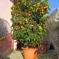 pianta arancio