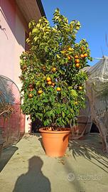 pianta arancio