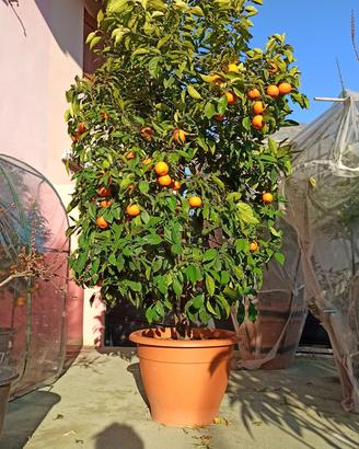 pianta arancio