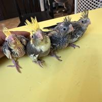 Pappagalli Calopsite