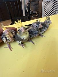 Pappagalli Calopsite